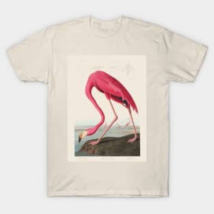 American Flamingo (1838) by John James Audubon T-Shirt